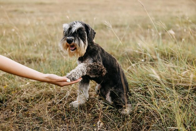 Miniature schnauzer purebred dog giving paw