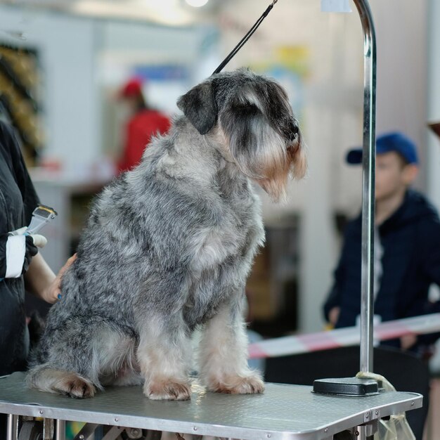 Miniature schnauzer sits on a grooming table