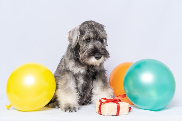 Цвергшнауцер сидит рядом с подарочной коробкой и разноцветными воздушными шарами на белом фоне копией пространства День рождения собаки Концепция праздника Бородатый миниатюрный щенок шнауцера