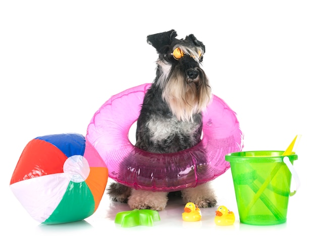 Miniature schnauzer in studio