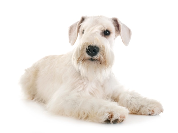 Miniature schnauzer in studio