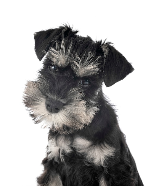 Miniature schnauzer in studio