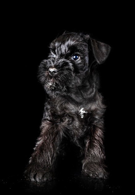 Miniature schnauzer in studio