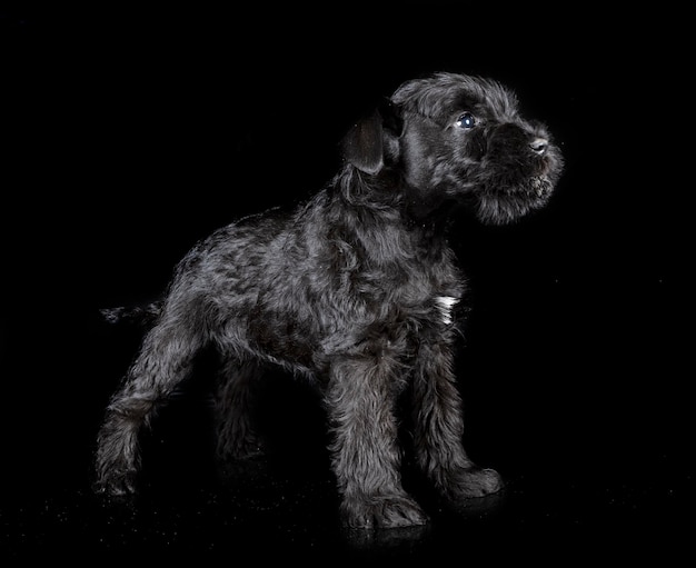 Miniature schnauzer in studio