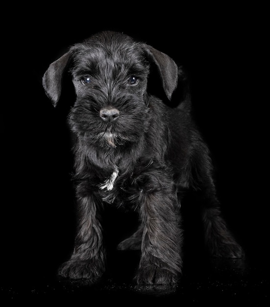 Miniature schnauzer in studio