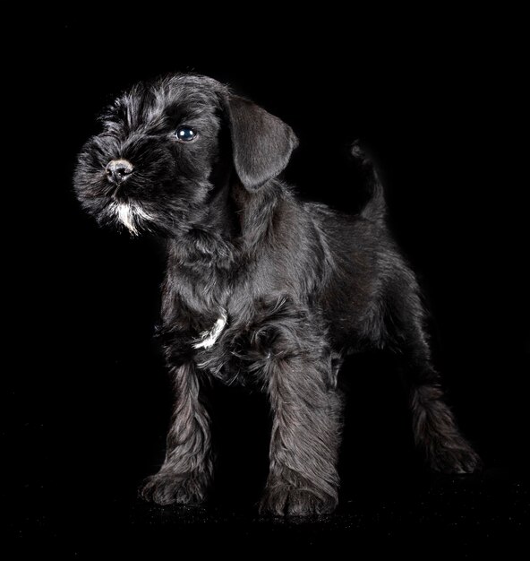 Miniature schnauzer in studio