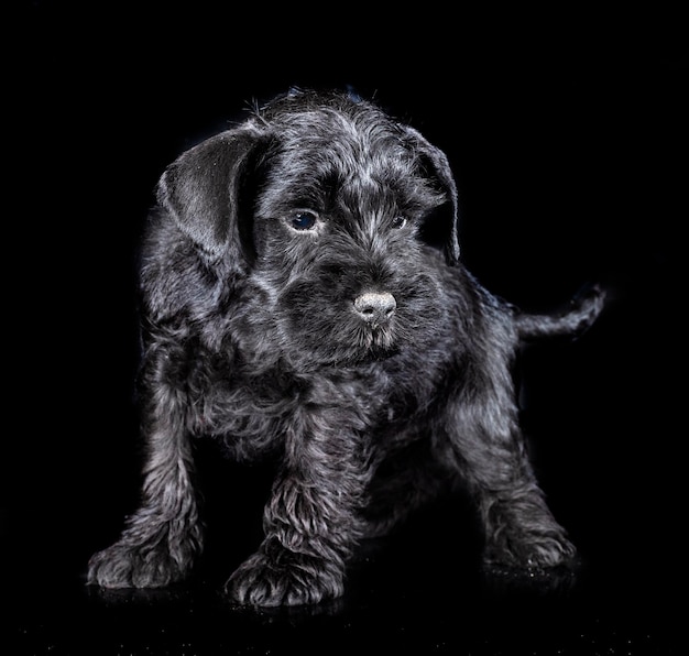 Miniature schnauzer in studio