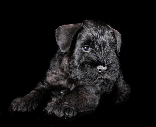 Miniature schnauzer in studio