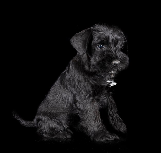 Miniature schnauzer in studio