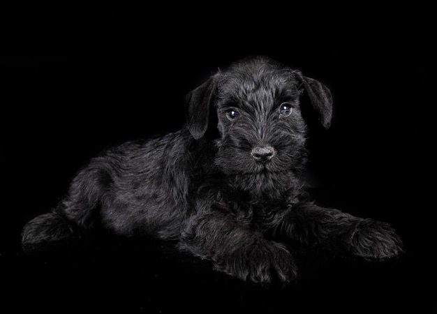 Miniature schnauzer in studio