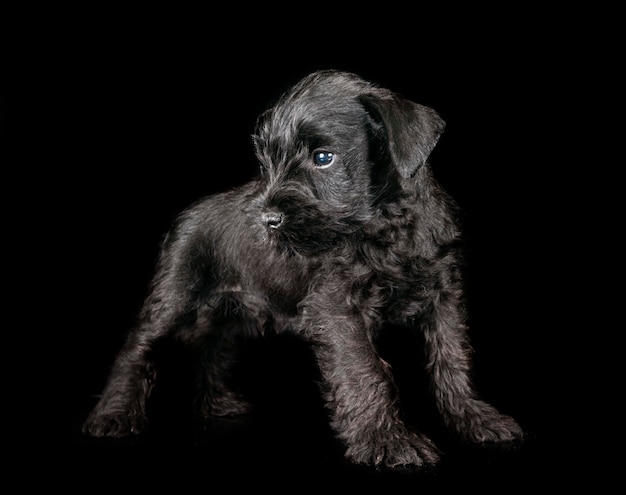 Miniature schnauzer in studio