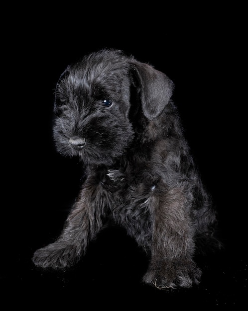 Miniature schnauzer in studio