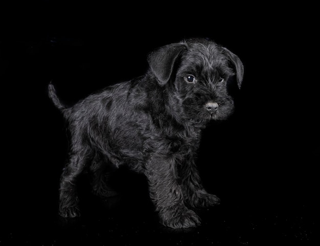 Miniature schnauzer in studio