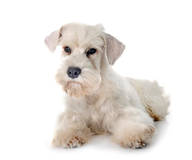 Miniature schnauzer in studio