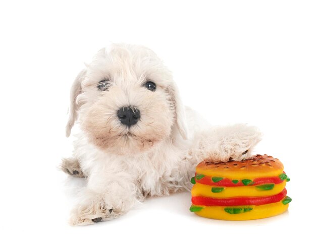 Miniature schnauzer in studio