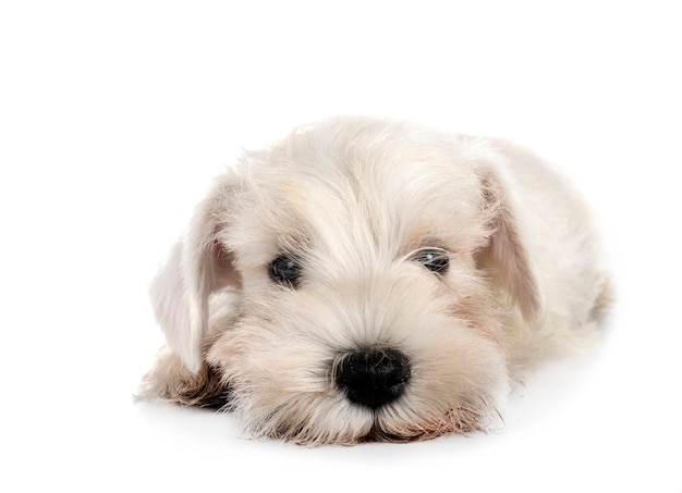 Miniature schnauzer in studio