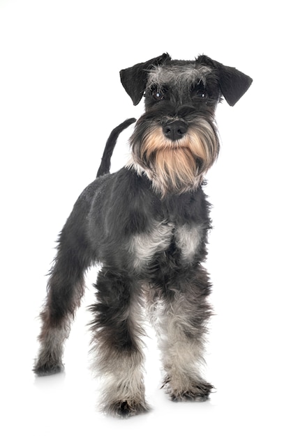 Miniature schnauzer on white isolated