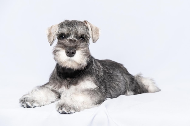 Miniature schnauzer whitegray lies on a light background copy space Little puppy training Teaching dogs commands Lie down command Bearded miniature schnauzer puppy