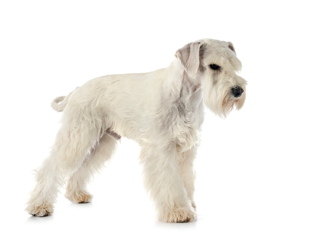 Miniature schnauzer 