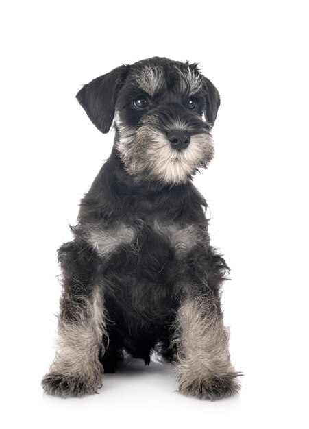 Schnauzer nano