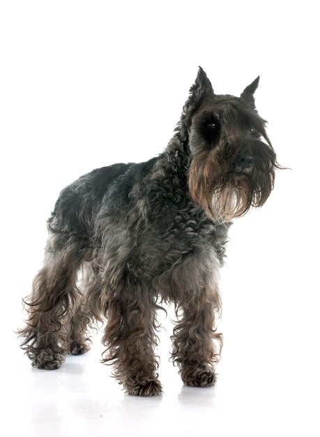 Miniature schnauzer