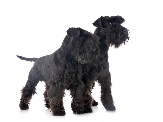 Miniature schnauzers in front of white background