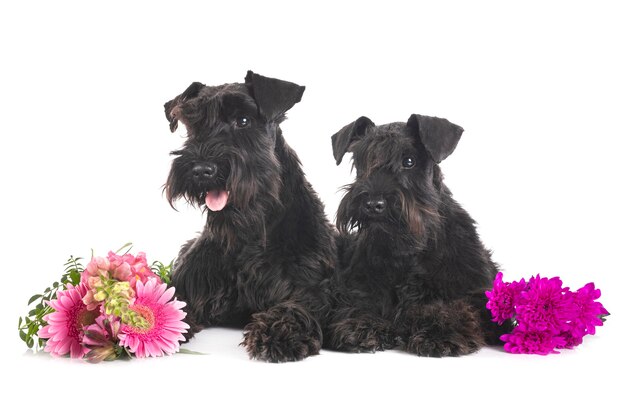 Miniature schnauzers in front on white isolated