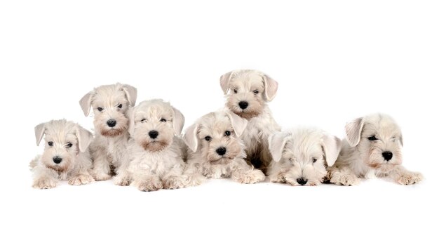 Miniature schnauzers in studio