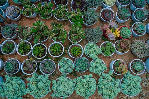 Miniature succulent plants succulent cactus at the garden