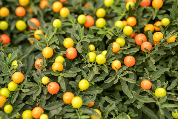 Miniature tangerines grow on the branches of a green bush