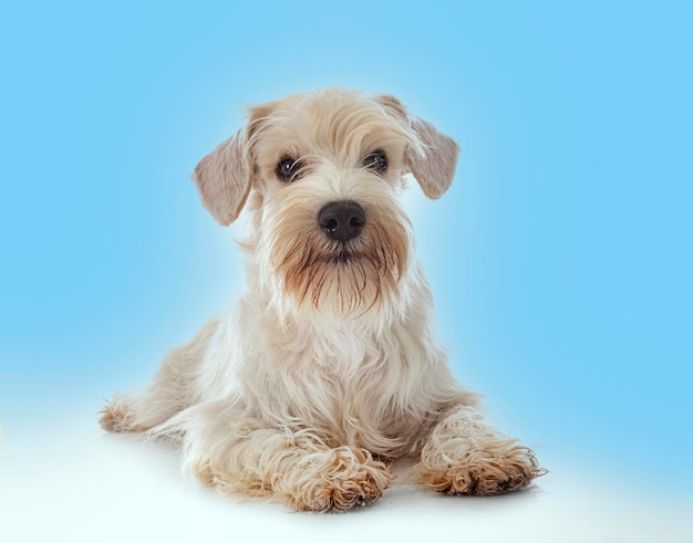 Miniature white schnauzer in front of blue background