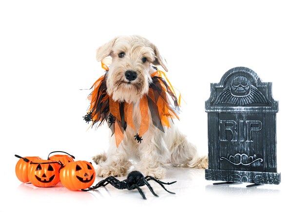 Miniature white schnauzer in front of white background