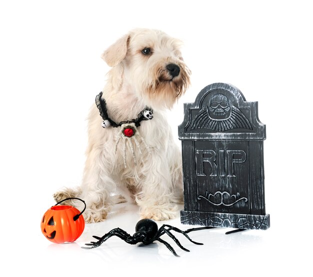 Miniature white schnauzer in front of white background