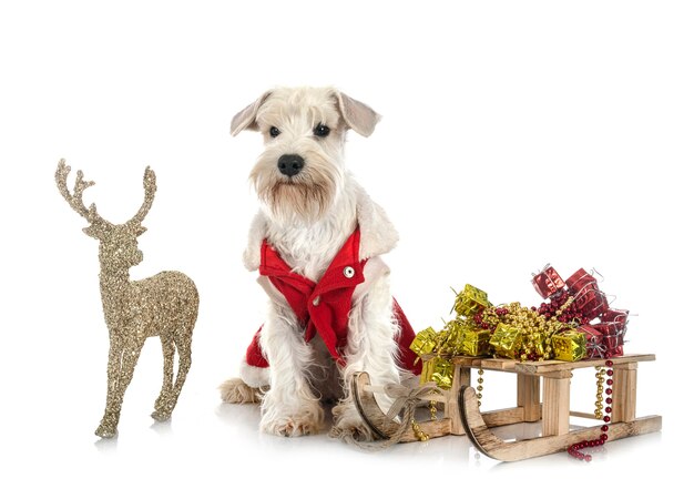 Miniature white schnauzer in front of white background