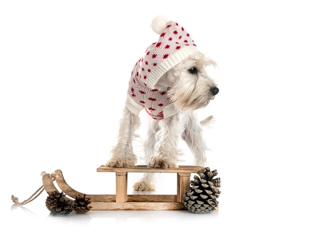 Miniature white schnauzer in front of white background