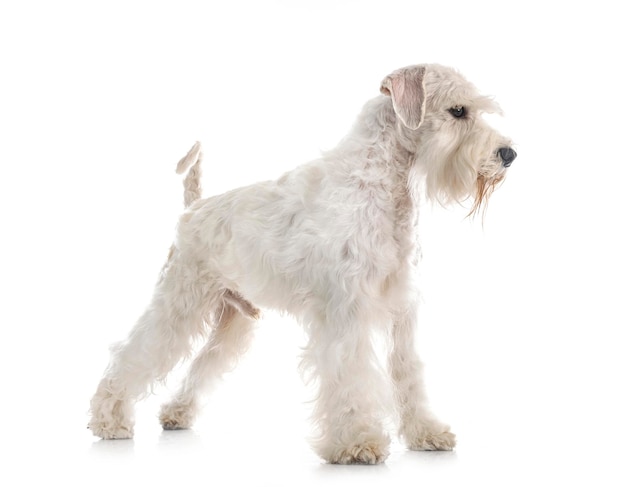 Miniature white schnauzer in front of white background