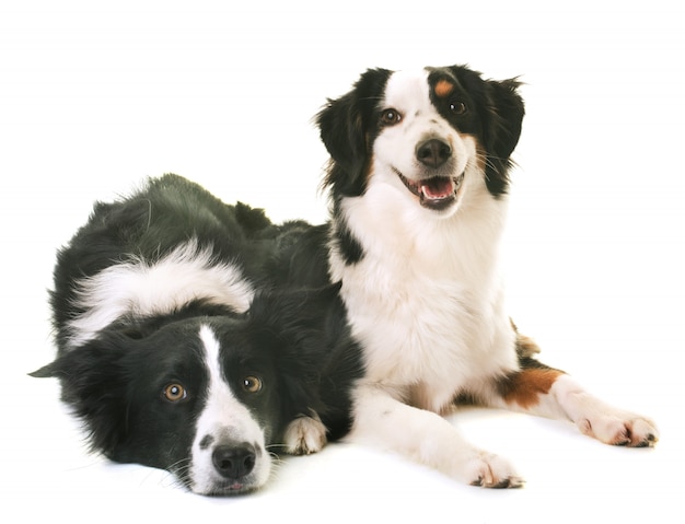 miniatuur Amerikaanse herder en border collie