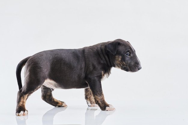 Miniatuur bull terrier hond die zich voordeed op een witte achtergrond Funny Dark Bull terrier puppy studio portret