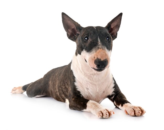 Miniatuur bull terrier in studio