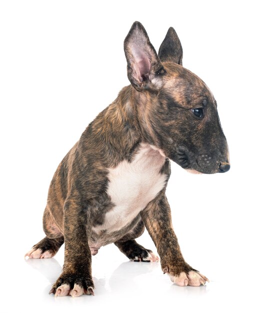 Miniatuur bull terrier voor wit