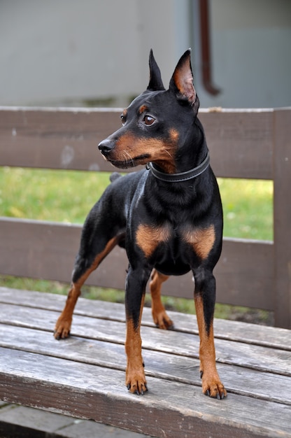 miniatuur pinscher hond met bijgesneden oren