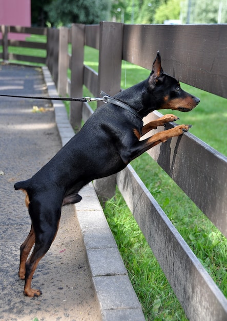 miniatuur pinscher hond met bijgesneden oren