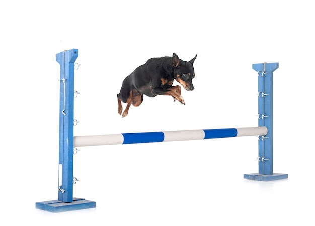miniatuur pinscher in de studio