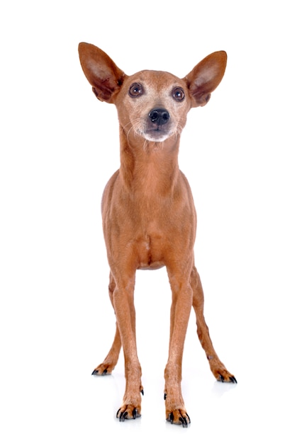 miniatuur pinscher