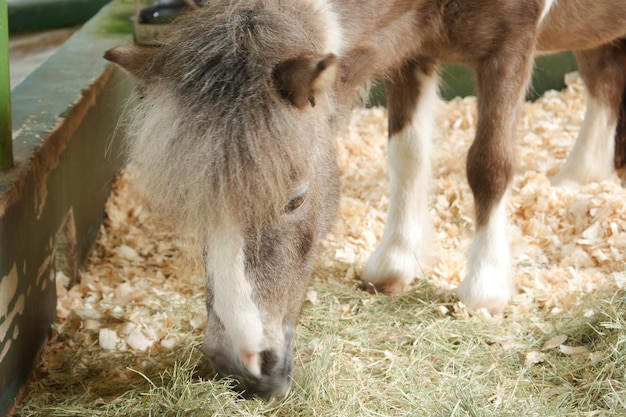 Miniatuur ponypaard dat gras verwoest