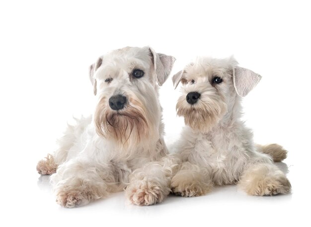 Foto miniatuur schnauzers in de studio