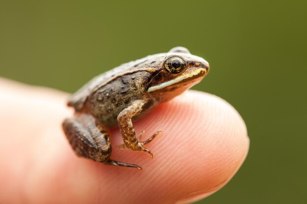 Miniatuur van zittend op een Humain Finger