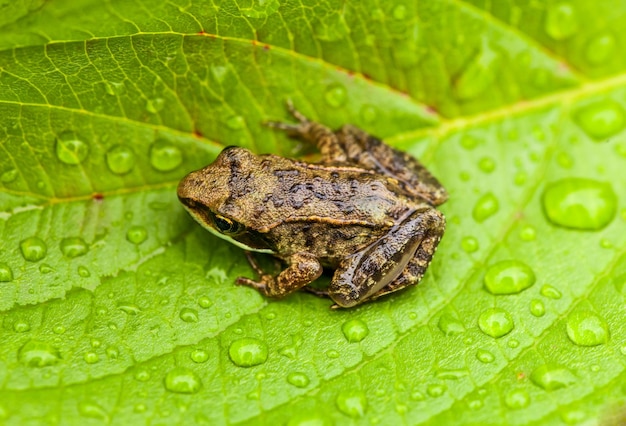 Miniatuur van zittend op een nat blad