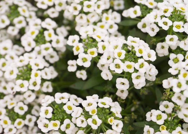 Miniatuur witte bloemen Sweet Alice