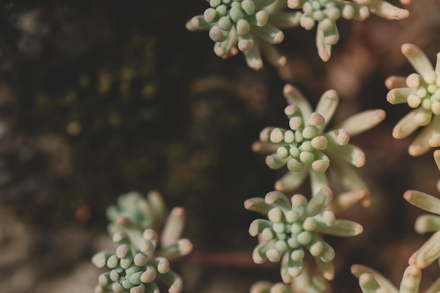 Miniatuurbergbloem, Bloeiende witte sedumplant. Macro van enkele sprookjesachtige crassula-bloemen